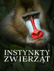 Instynkty zwierząt