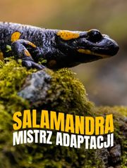 Salamandra, mistrz adaptacji