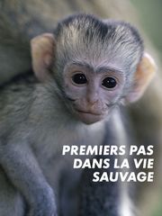 Premiers pas dans la vie sauvage