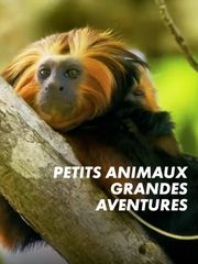 Petits animaux, grandes aventures