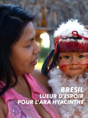 Brésil : lueur d'espoir pour l'ara hyacinthe