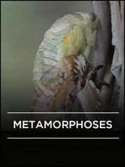 Métamorphoses