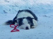 Cela n’a pas échappé aux cinéphiles propriétaires de toutous : 2023 a été une année de chien(s) sur grand écran. À l’occasion de la diffusion sur CANAL+ d’Anatomie d’une chute, la Palme d’or dont la star a quatre pattes, retour sur les meilleures performances canines de l’année dernière, celles dignes de rejoindre Rintintin, Beethoven, Milo (The Mask) ou Uggie (The Artist) au panthéon des acteurs-chiens.