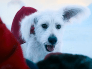 Hollywood vibre cette semaine pour le blockbuster de l’été : SUPERMAN de James Gunn, attendu le 9 juillet. Mais surprise : c’est Krypto, le fidèle super‑chien de l’Homme d’Acier, qui a fait exploser les compteurs de popularité sur les réseaux avant même la sortie du film.