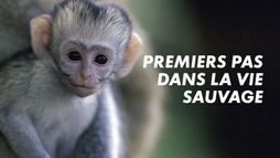 Premiers pas dans la vie sauvage