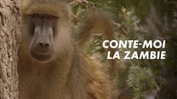 Conte-moi la Zambie
