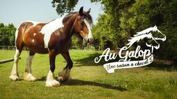 Au galop !
