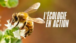 L'écologie en action