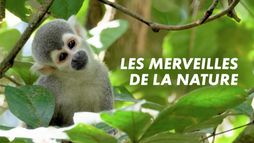 Merveilles de la nature