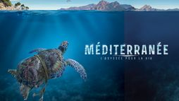Méditerranée, l'odyssée pour la vie