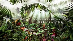 Les superpouvoirs des plantes