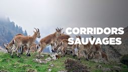 Corridors sauvages
