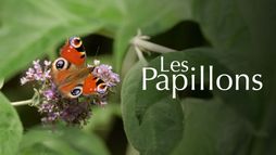 Les papillons, ces super héros de la nature