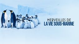 Merveilles de la vie sous-marine