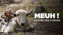 Meuh ! L'épopée des cornes
