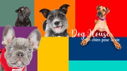 Dog House : un chien pour la vie
