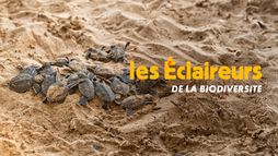Les éclaireurs de la biodiversité