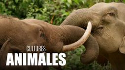 Cultures animales