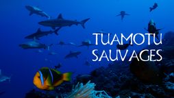 Tuamotu sauvages