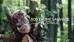 SOS faune sauvage - Australie