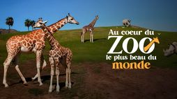 Au cœur du zoo le plus beau du monde