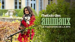L'hebdo des animaux