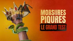 Morsures et piqûres : le grand test