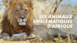 Les animaux emblématiques d'Afrique