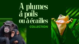 Sélection documentaires animaliers