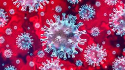 Hantavirus, la semaine de tous les dangers