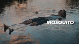 Mosquito