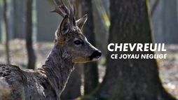 Chevreuil, ce joyau négligé