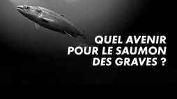 Quel avenir pour le saumon des gaves ?