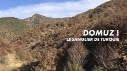 Domuz ! Le sanglier de Turquie