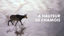 A hauteur de chamois