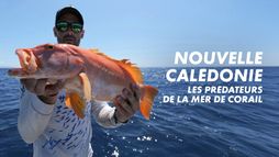 Nouvelle-Calédonie : Les prédateurs de la mer de corail