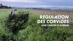 Régulation des corvidés, une chasse d'avenir