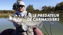 Le prédateur de carnassiers