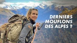 Derniers mouflons des Alpes?