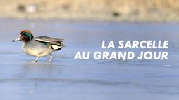 La Sarcelle au grand jour