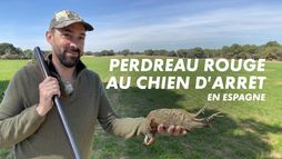 Perdreaux rouges au chien d'arrêt en Espagne