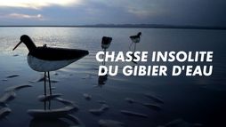 Chasses insolites du gibier d'eau