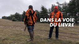 Dans la voie du lièvre