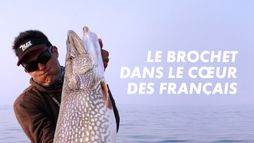 Le brochet dans le cœur des Français