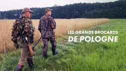 Les grands brocards de Pologne