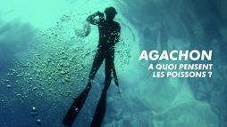 Agachon, à quoi pensent les poissons ?