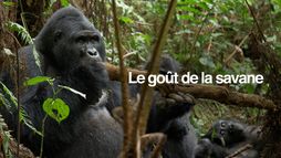 Le goût de la savane : Herbivores et carnivores, festins croisés