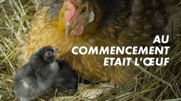 Au commencement était l'oeuf : les animaux ovipares