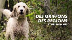 Des griffons, des régions et des hommes