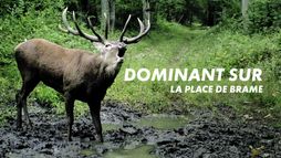 Dominant sur la place de brame